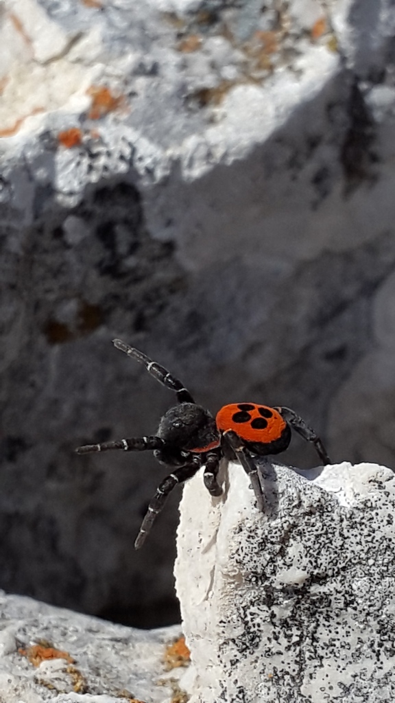 Eresidae:  Eresus sp.  - Monte Genzana (Scanno - AQ)